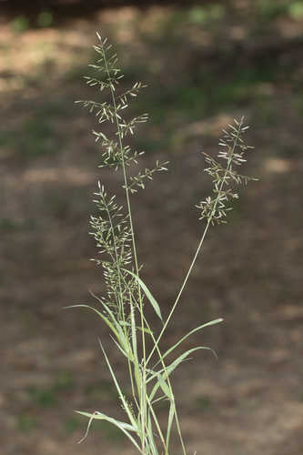 Eragrostis cilianensis #4